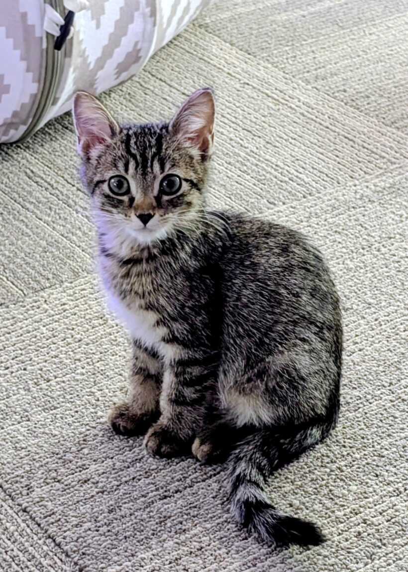 Jack