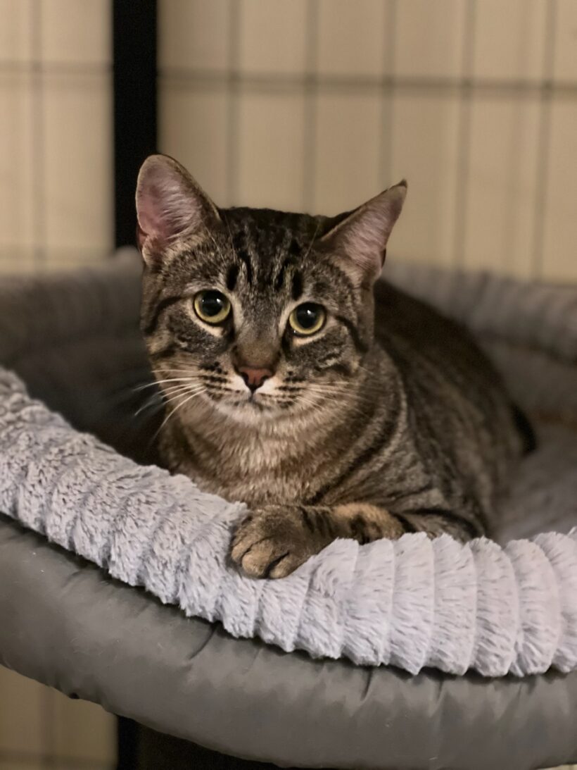 Mama Lizzie Mama Lizzie