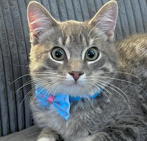 Nash
