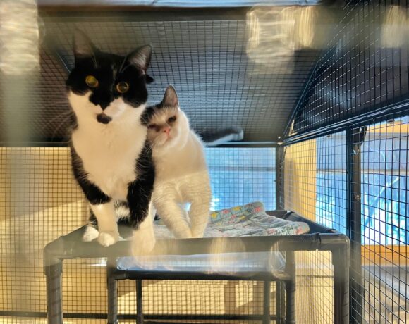 Misty & Chloe Misty & Chloe