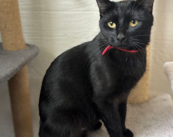 Mama Sweetie Mama Sweetie