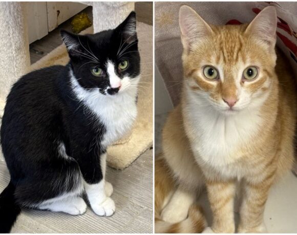 Spruce & Matteo Spruce & Matteo