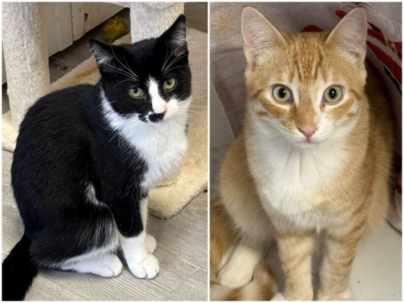 Spruce & Matteo Spruce & Matteo