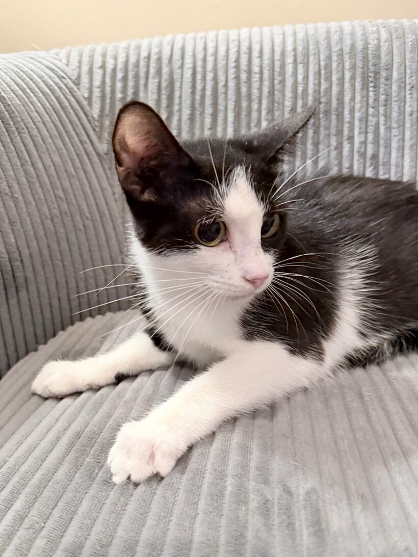 Jet