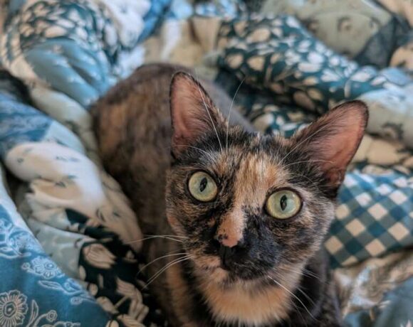 Ember