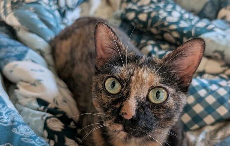Ember