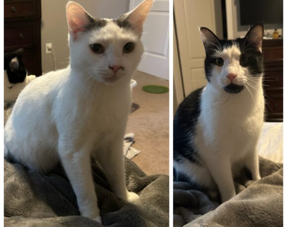 Moo & Mama Bear