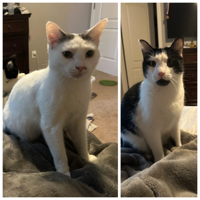 Moo & Mama Bear