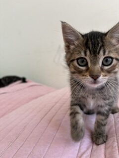 Fiona