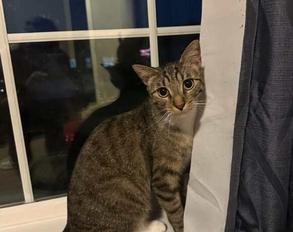 Mittens