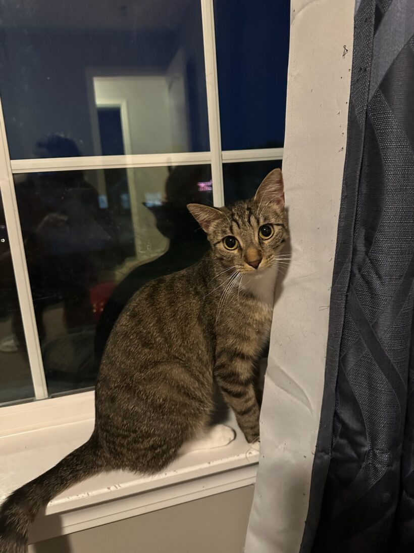 Mittens
