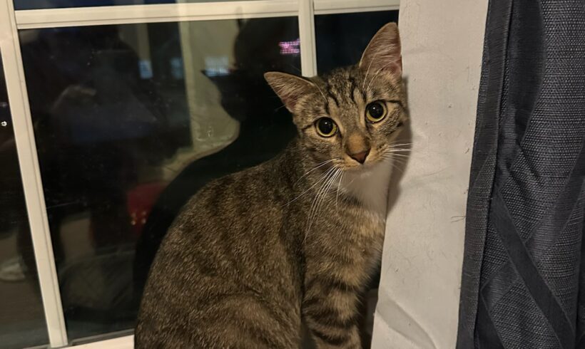 Mittens