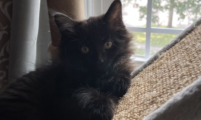 Bobby
