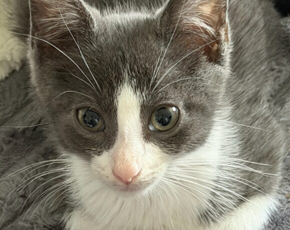 Gideon