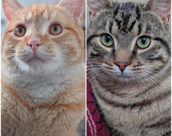Stripey & Orange Boi