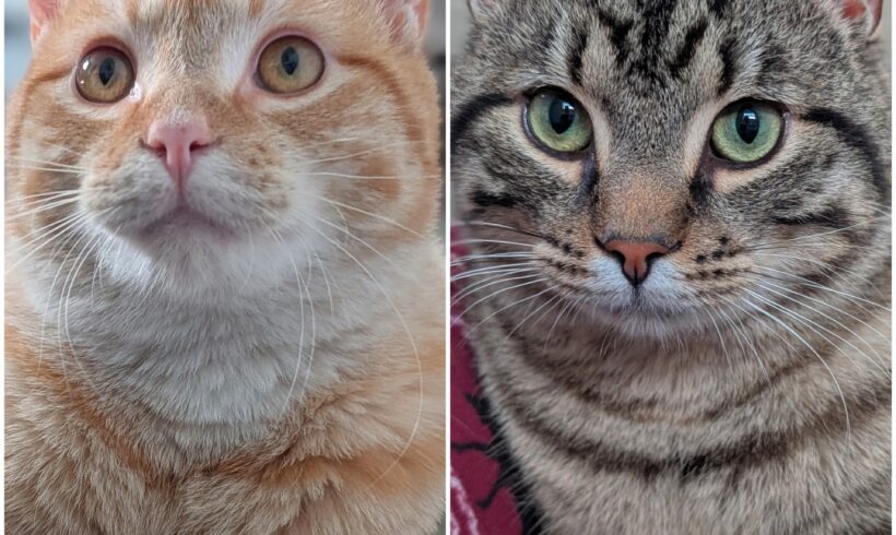 Stripey & Orange Boi