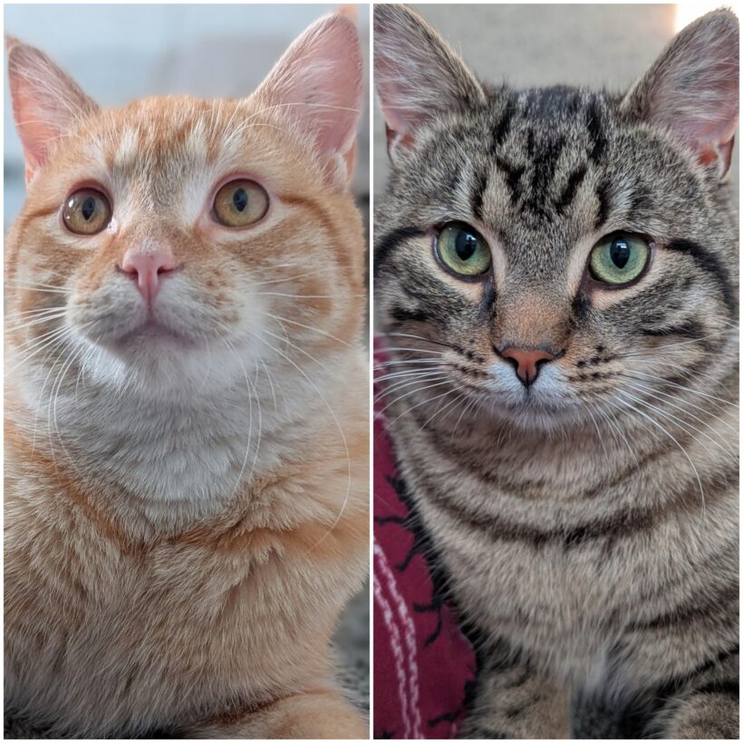 Stripey & Orange Boi Stripey & Orange Boi