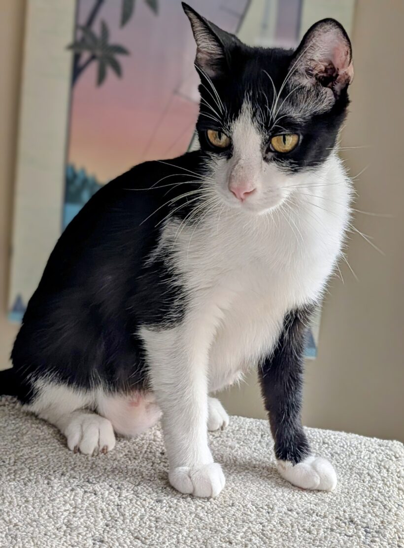 KitKat