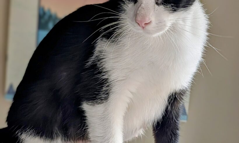 KitKat