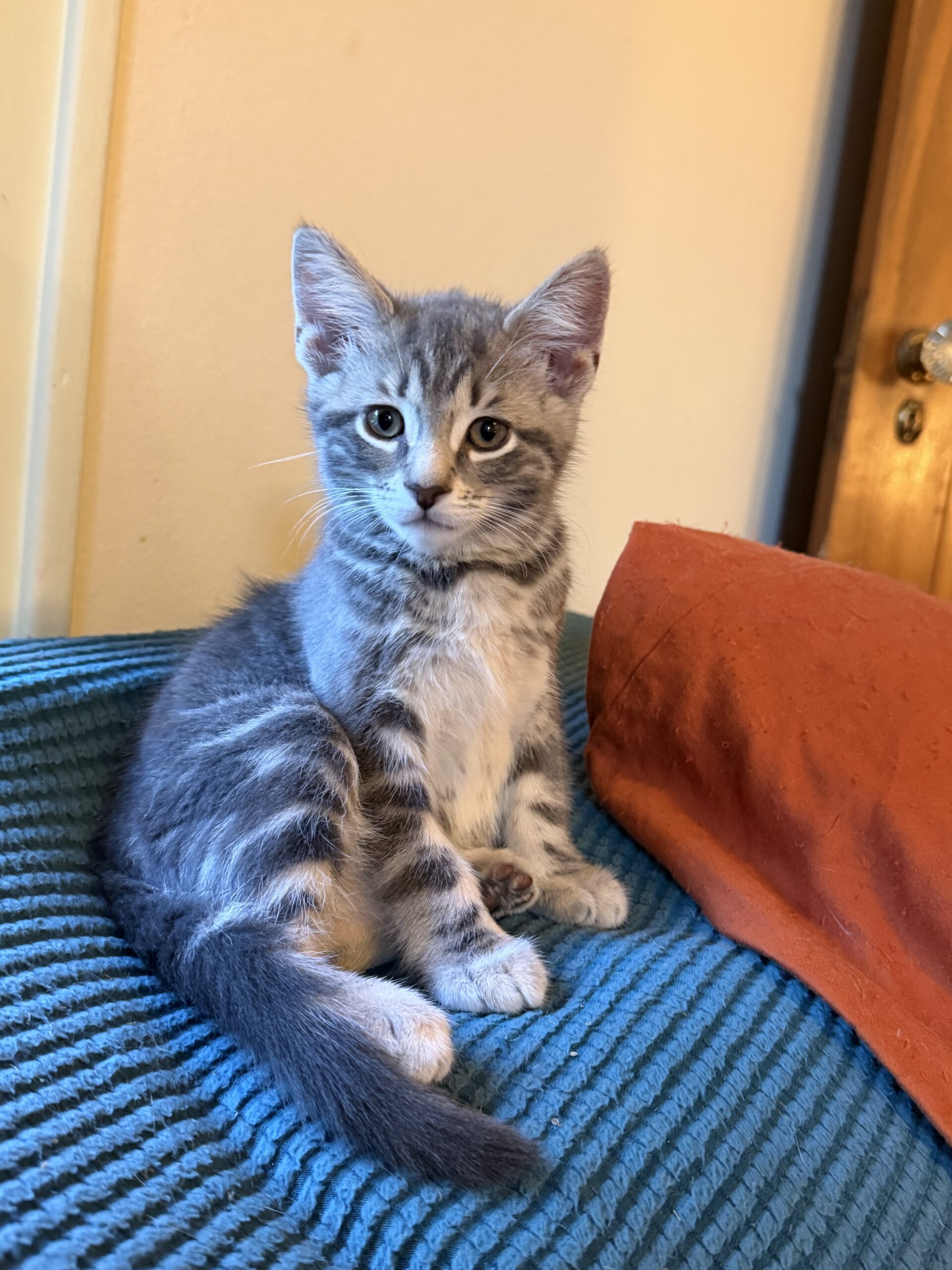 Benji
