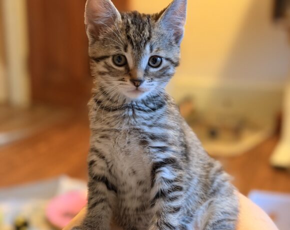 Opie