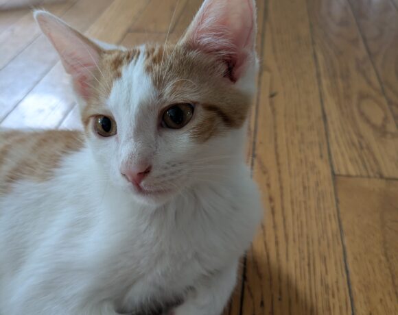 Taffy