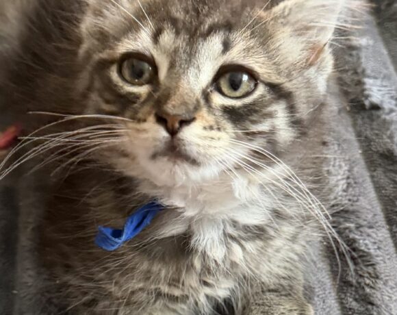 Zakai