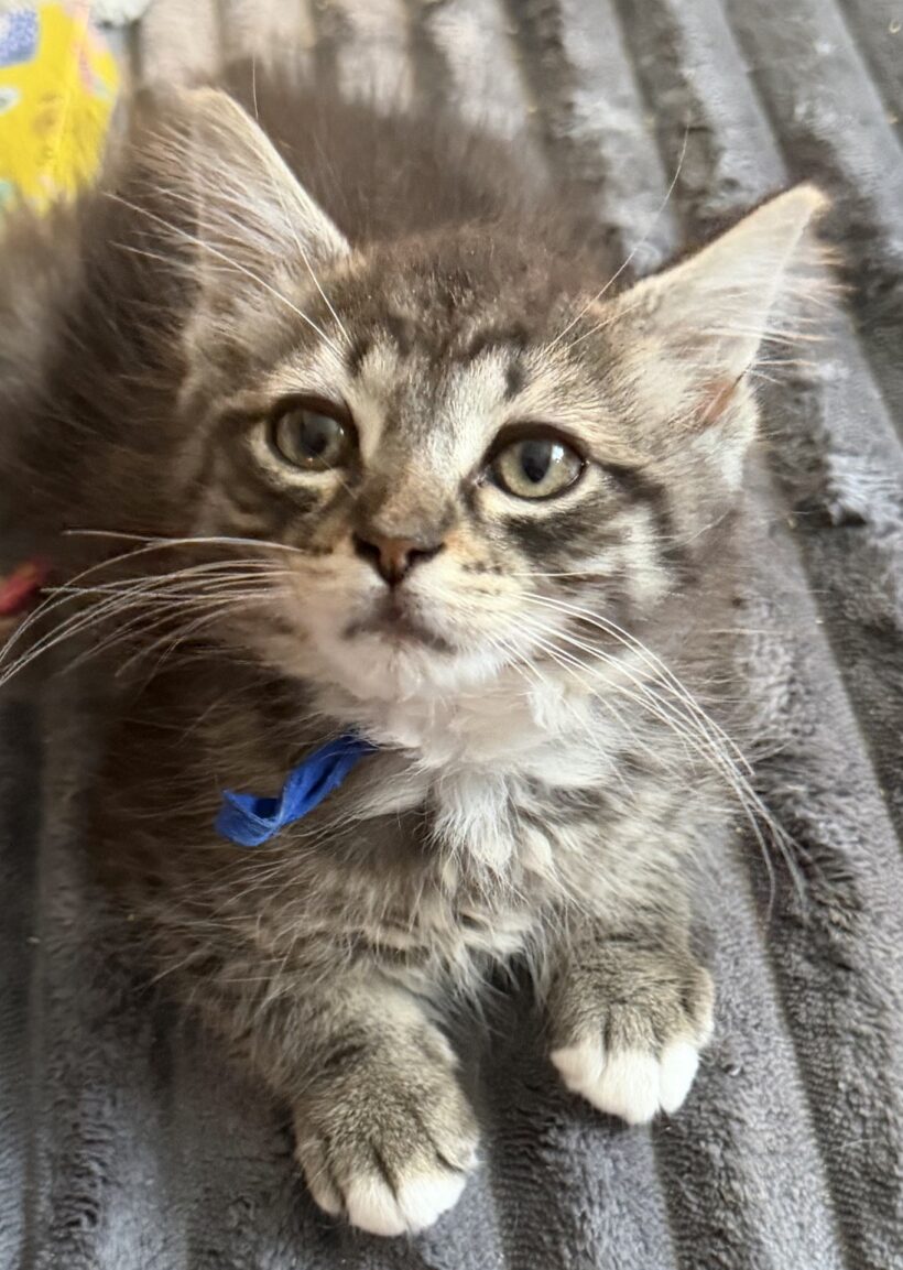 Zakai Zakai