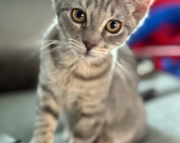 Astrid