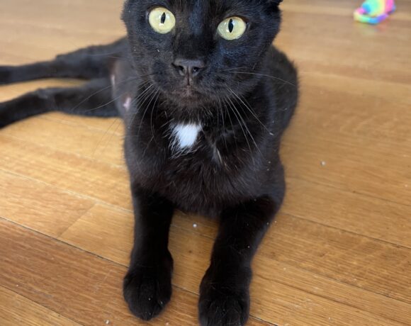 Ember