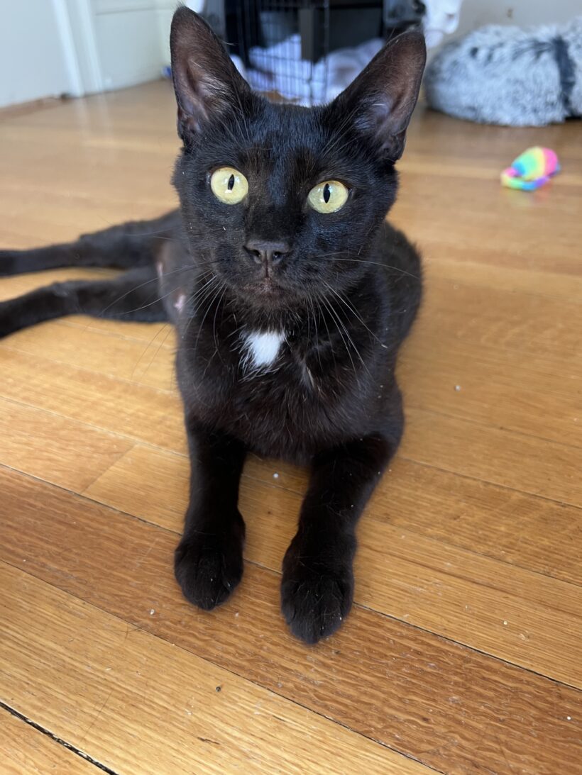 Ember