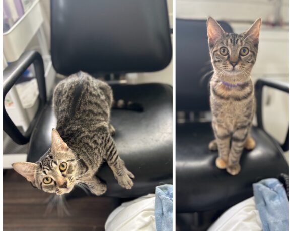 Baloo & Zara