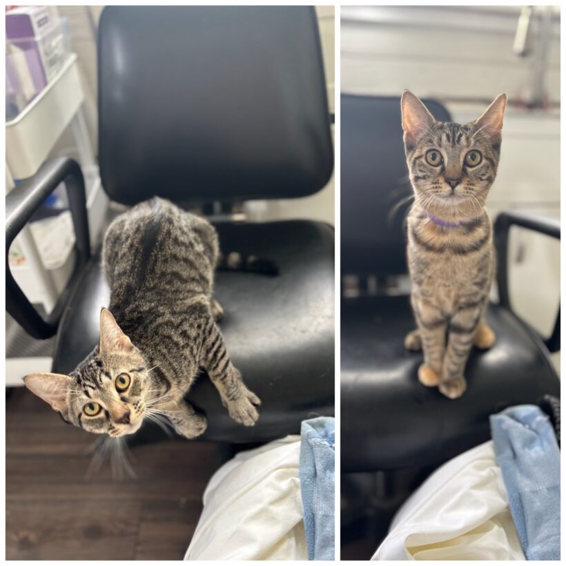 Baloo & Zara Baloo & Zara