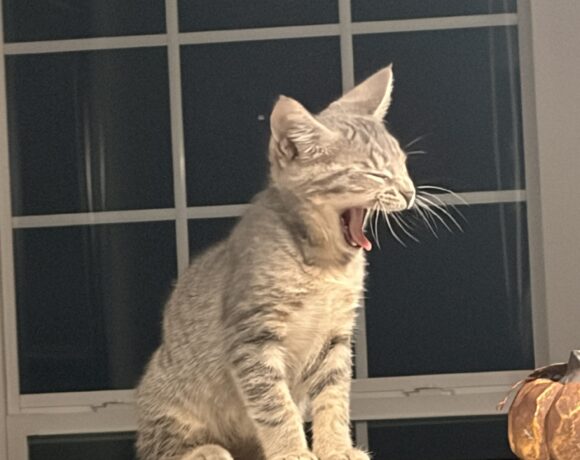 Gus Gus