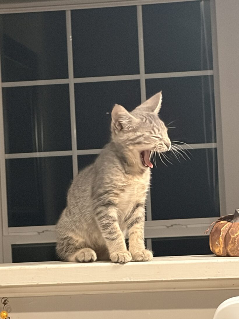 Gus Gus
