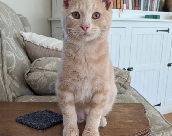 Nutmeg