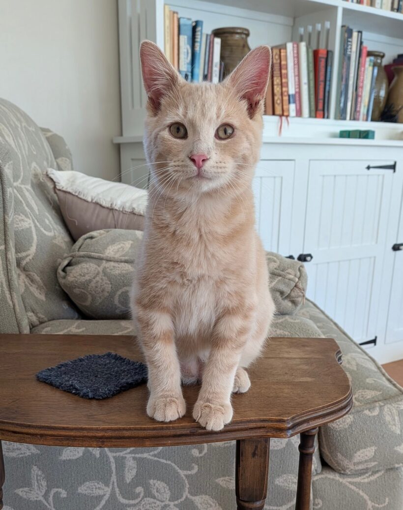 Nutmeg Nutmeg