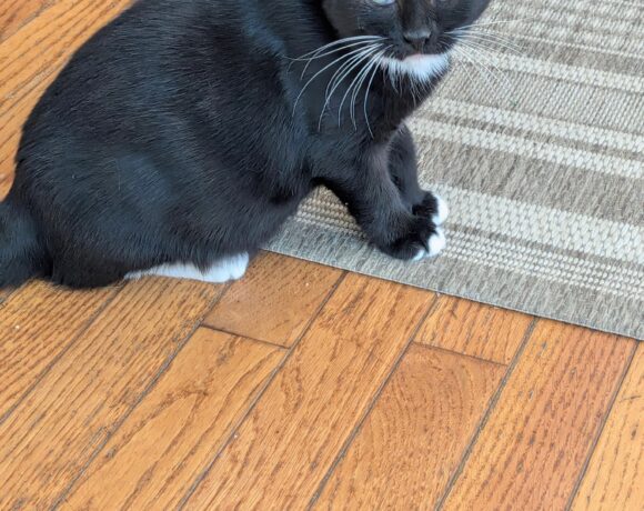 Pepper